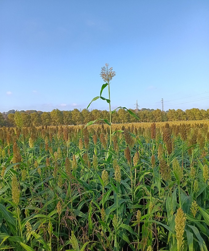 Sorgo 1.jpg